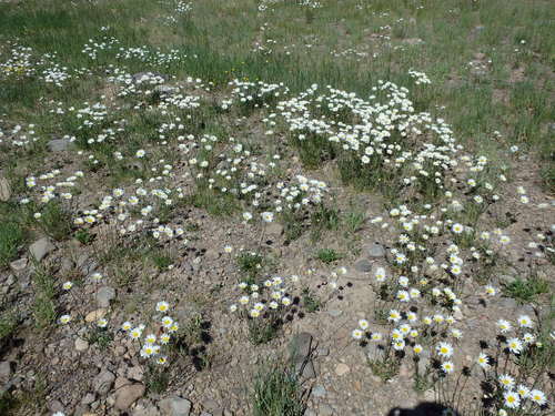 GDMBR: This area was having a huge Daisy Bloom.